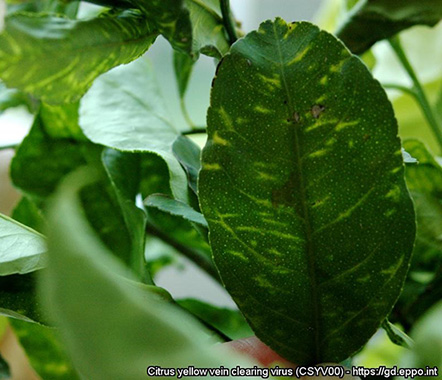 CYVC vein yellowing symptoms