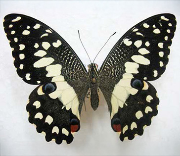 Lime swallowtail