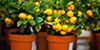 potted lemon trees