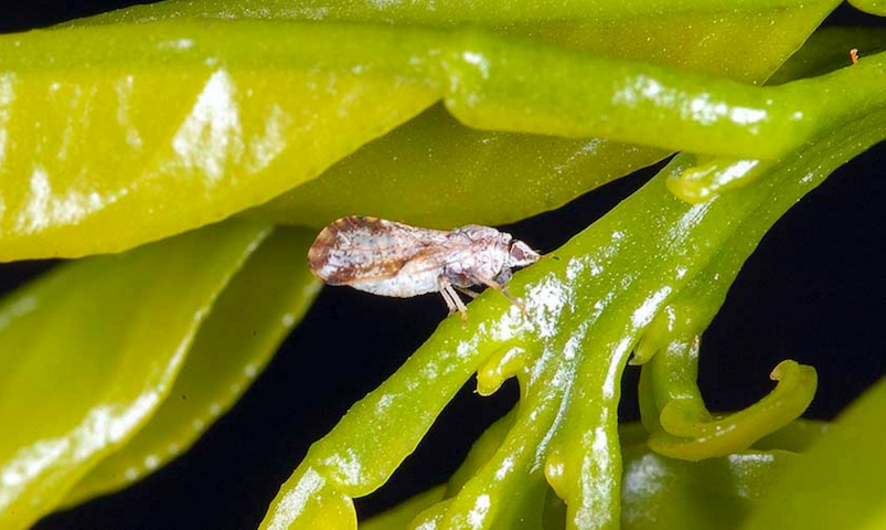 Adult Asian citrus psyllid