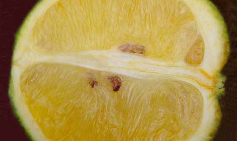 Damaged citrus