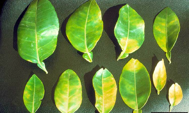 Leaf mottle on grapefruit, a characteristic symptom caused by Huanglongbing