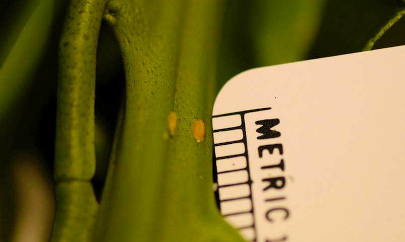 Asian citrus psyllid on plant with ruler for scale