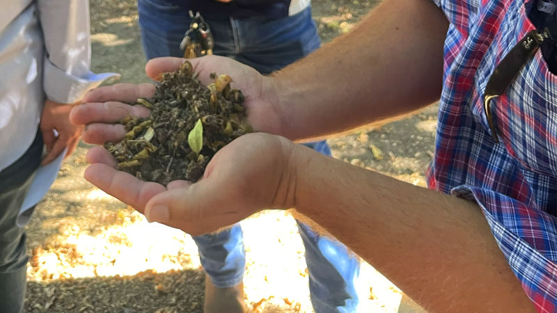photo: a worker holding seedlings