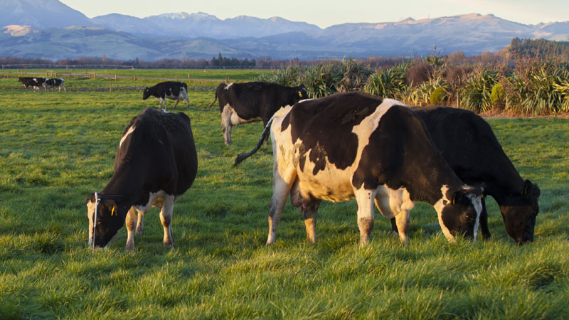 photo: dary cows at sunset