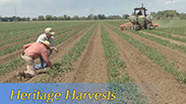 Video thumbnail for Growing California video series: Heritage Harvests