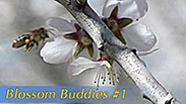 Video thumbnail for Growing California video series: Blossom Buddies: Part 1