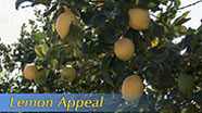Video thumbnail for Growing California video series: Lemon Appeal
