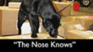 Video thumbnail for The Nose Knows: Ag Detector Dogs Stop Plant Pests