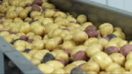 Video thumbnail for Growing California video series: Small Potatoes