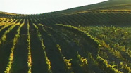 Video thumbnail for Savoring California's Agricultural Bounty
