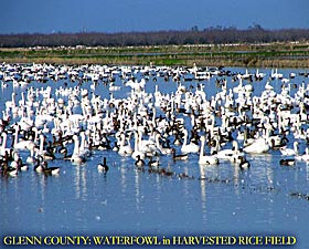 Glenn County : Waterfowl