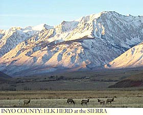 Inyo County: Elk Herd