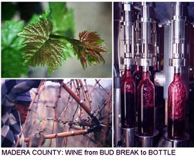 Madera County:Wine from bud break to bottle 