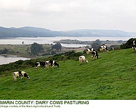 Marin County: Dairy