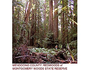 Mendocino County: Redwoods