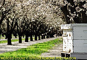 Merced County: Almond Pollination