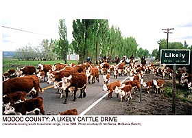 Modoc County: A likely Cattle Drive