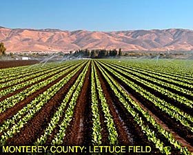 Monteret County: Lettuce Field