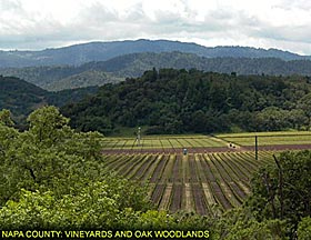 Napa County : vineyards