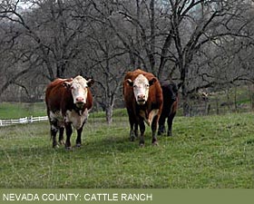 Nevada County: Cattle Ranch