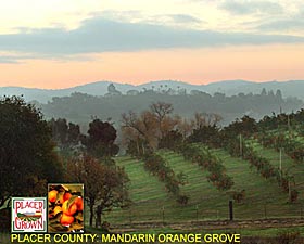 Placer County: Orange Grove
