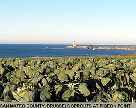 San Mateo County: Brussel Sprouts