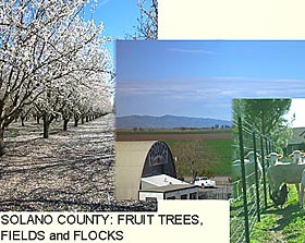 Solano County: Fruit Trees