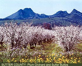 Sutter County: Plum Orchard