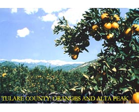 Tulare County: Oranges