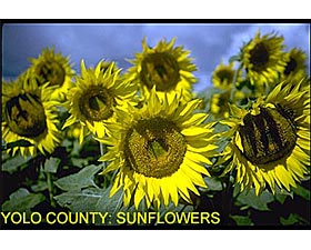 Yolo County: Sunflowers
