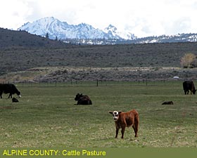 Alpine County:Cattle Pasture