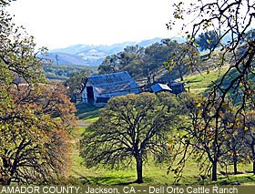 Amador County : Cattle Ranch