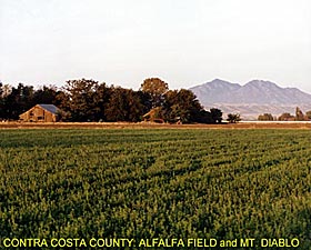 Contra Costa County: Alfalfa Field