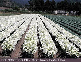 Del Norte County: Lillies Garden
