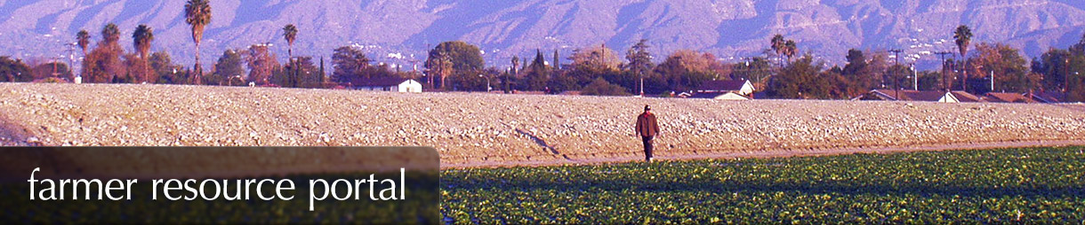 Farmer Resource Portal - A farmer looks over his LA County strawberry field