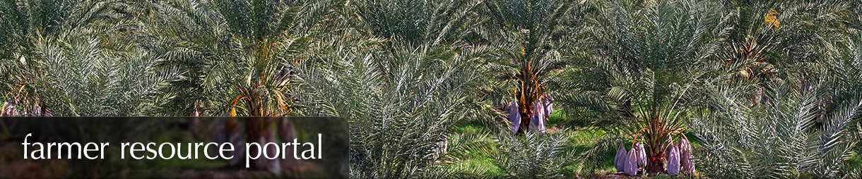 Farmer Resource Portal - A grove of date palms