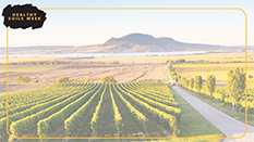 background3 vineyard