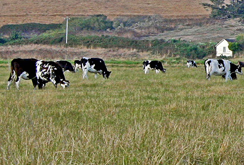 cows