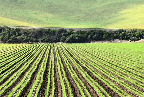 green field