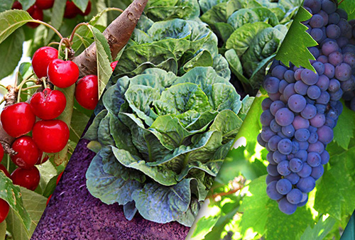fruits