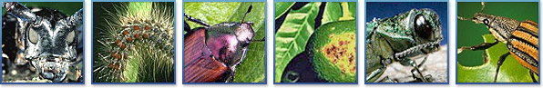 asian longhorned beetle, spongy moth, japanese beetle, citrus canker, emerald ask borer, diaprepes root weevil