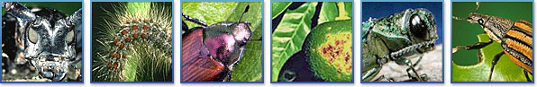collage of insects: asian longhorned beetle, spongy moth, japanese beetle, citrus canker, emerald ask borer, diaprepes root weevil