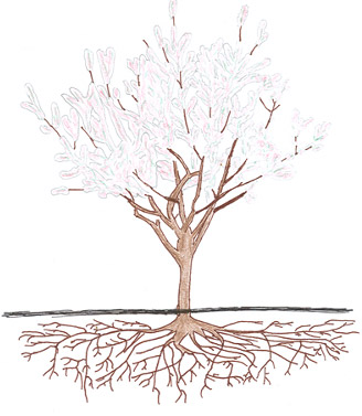 Almond Tree - Floración