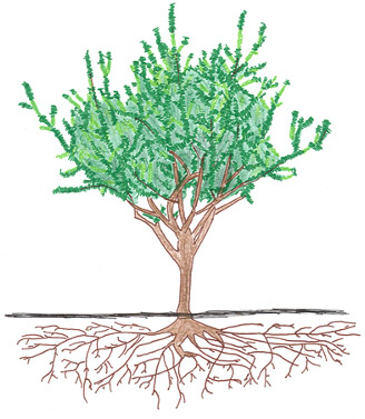 Almond Tree - Fruit Development
