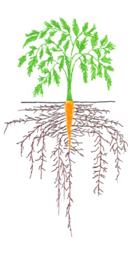 Carrots - Rapid Root Growth