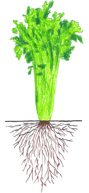 Celery - Maturation