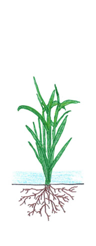 Water Seeded Rice - Panicle Initiation