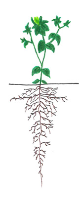 Safflower - Branching