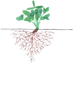 Fresa - Crecimiento vegetativo